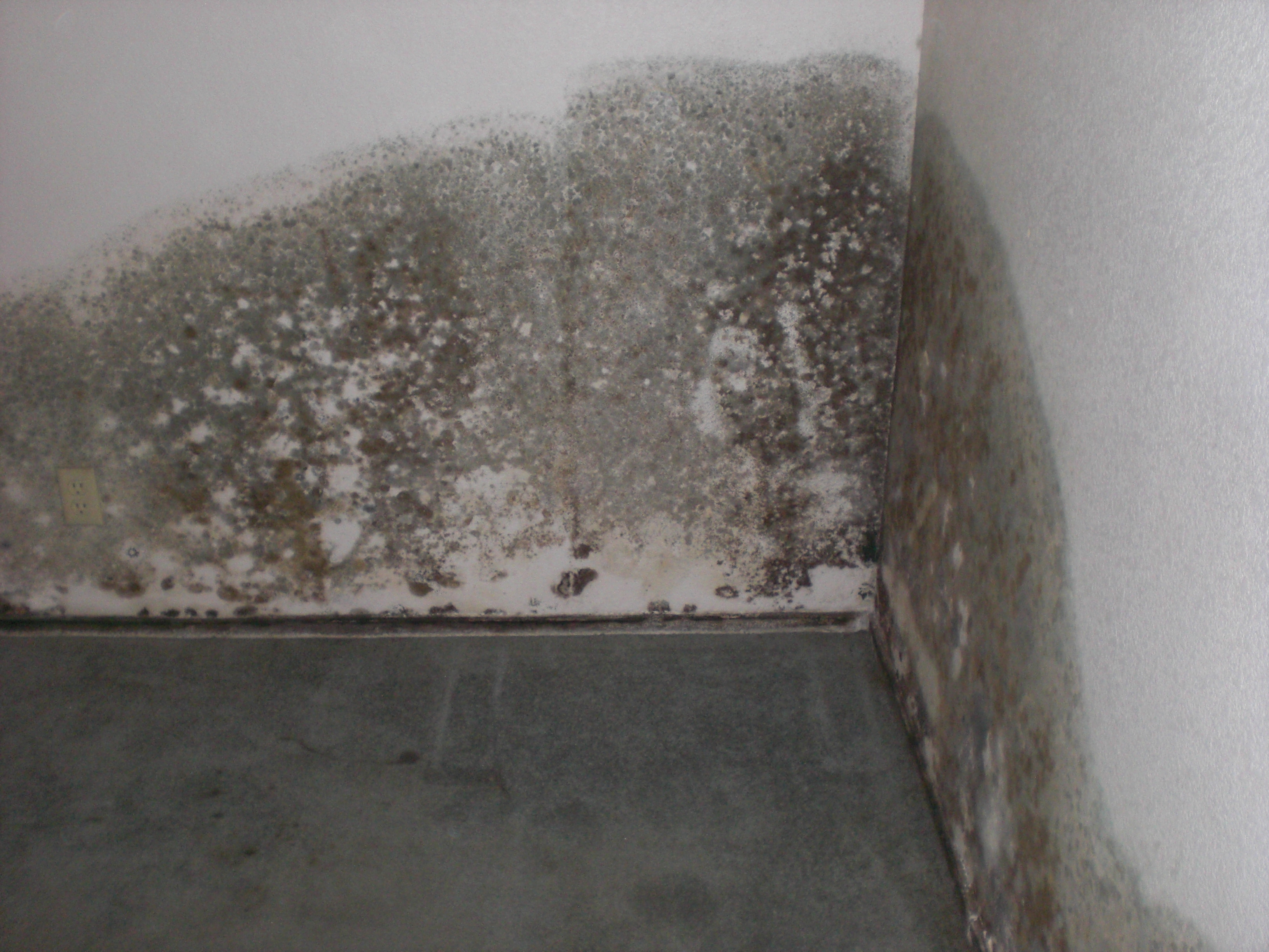 Removing The Smell Of Mold And Mildew In The Basement