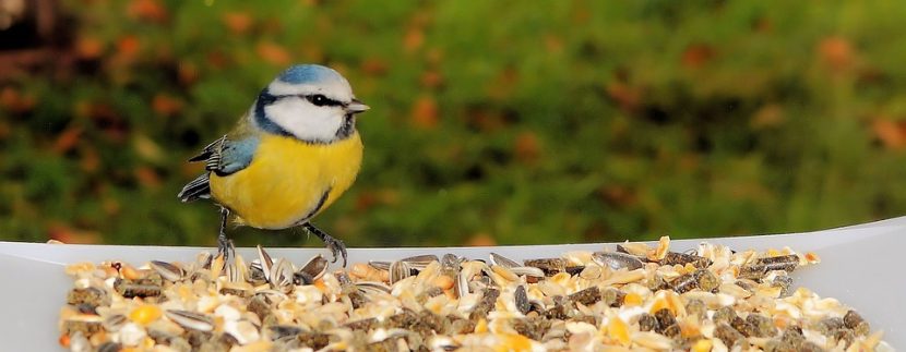 Invite winter birds to your apartment or yard by filling feeders with the best birdseed blends.