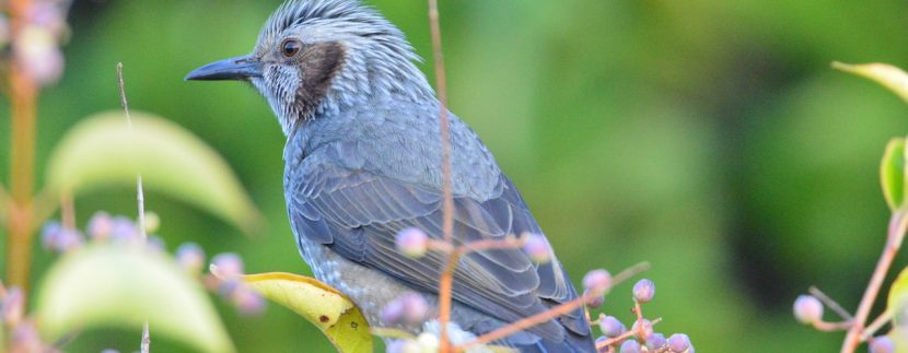 Backyard birds