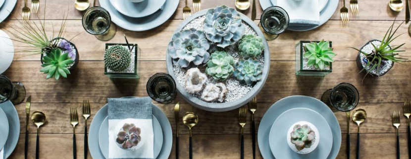Succulents