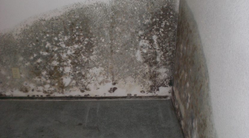 Removing the Smell of Mold and Mildew in the Basement