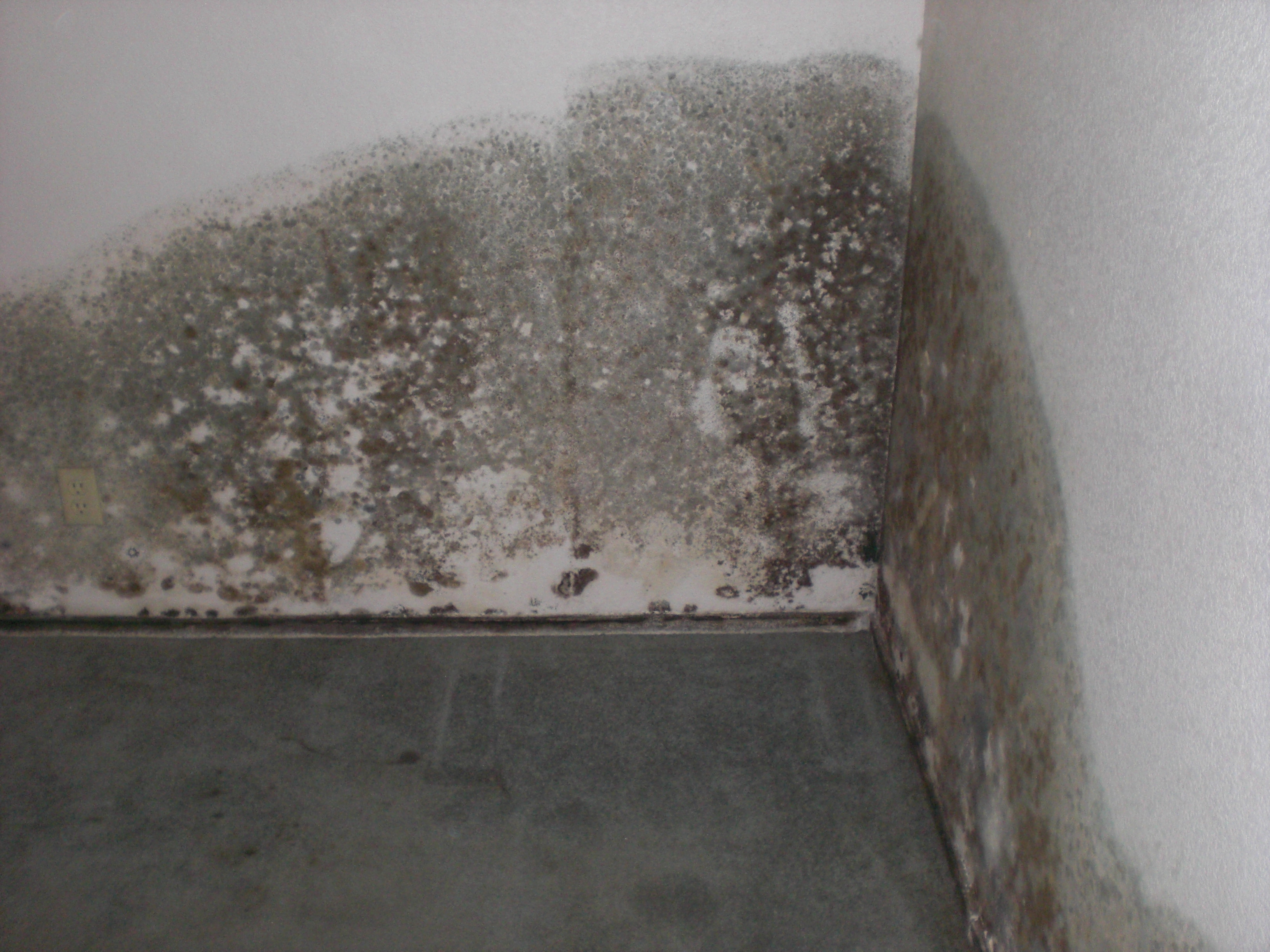 Removing the Smell of Mold and Mildew in the Basement