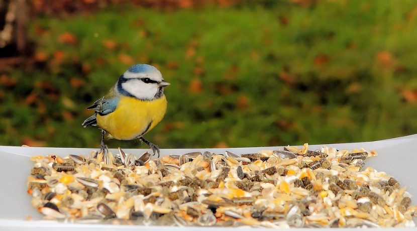 Invite winter birds to your apartment or yard by filling feeders with the best birdseed blends.