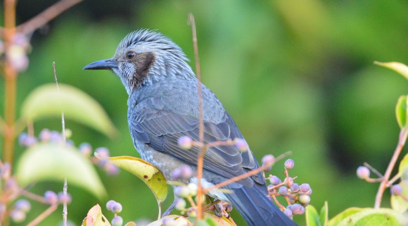 Backyard birds