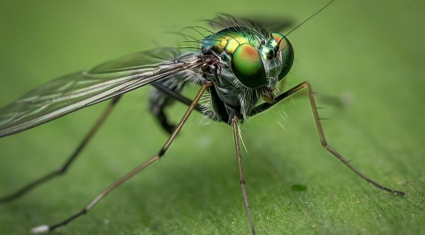 How To Keep Bugs Out Of Your House