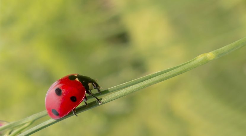 garden pests